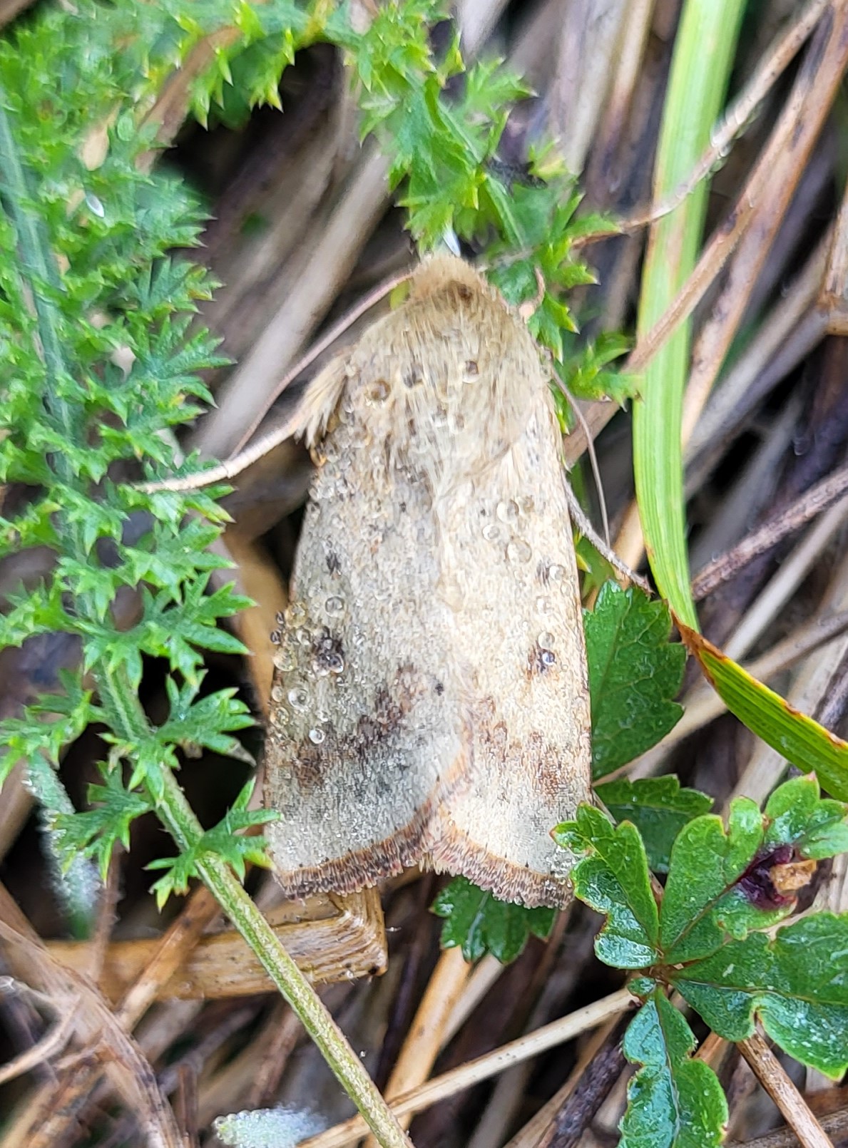 Photo of Scarce Bordered Straw (Helicoverpa armigera)